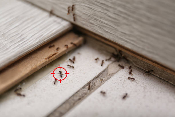Best Affordable Pest Control Services  in Thorsby, AL