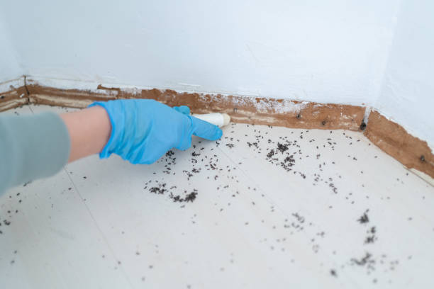 Best Emergency Pest Control  in Thorsby, AL
